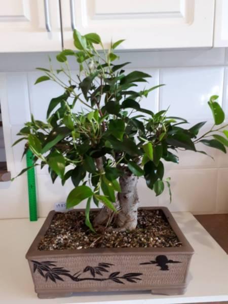 Bonsai white fig 33 years old #1