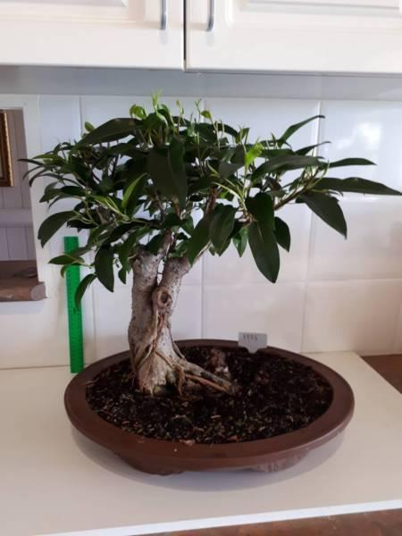 Bonsai white fig 33 years old #2