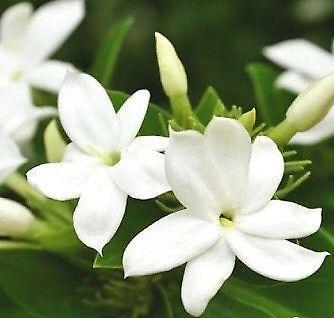 Arabian Jasmine plant