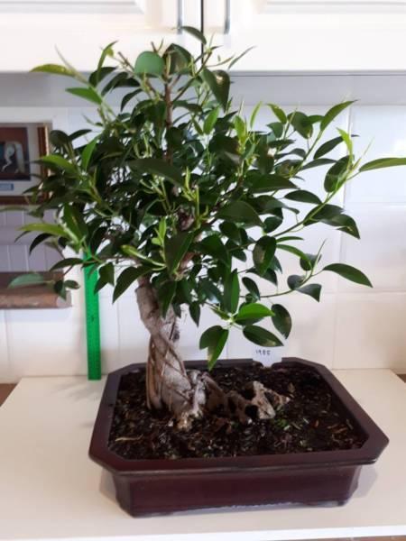 Bonsai white fig 33 years old #3
