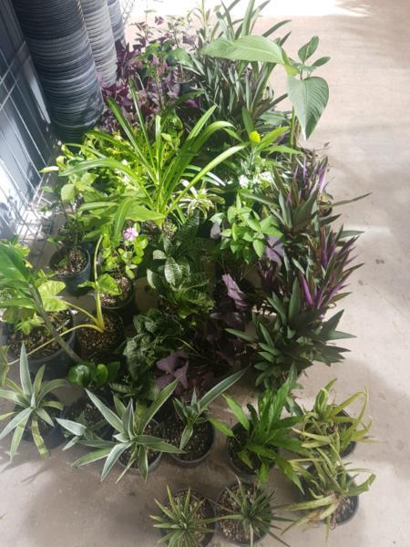 Plants 2 for $5