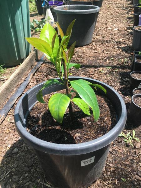 Exotic Fruit trees for sale