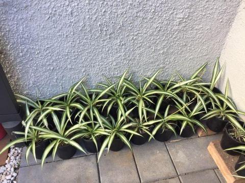 Spider plants