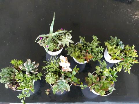 Succulent bowls, great table centrepiece, gifts