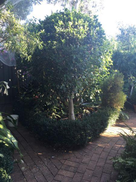 Large Ficus Standard - Potted