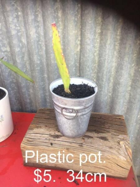 More Pot Plants for sale - second page