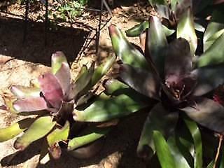 Bromeliads Large