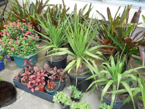 Over 600 plants: DRAGONS, PINES, BROMELIADS, SUCCULENTS&more