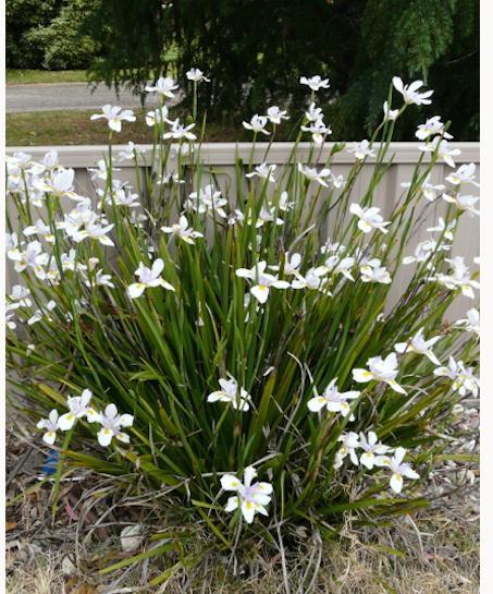 Native Iris (Butterfly Grass) Dietes Plant