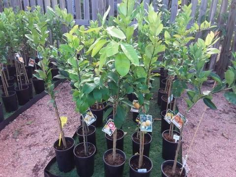 Plant Grafted CITRUS TREES Bargain prices
