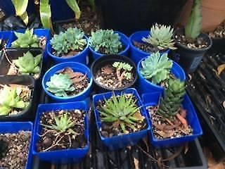 Succulents From $3