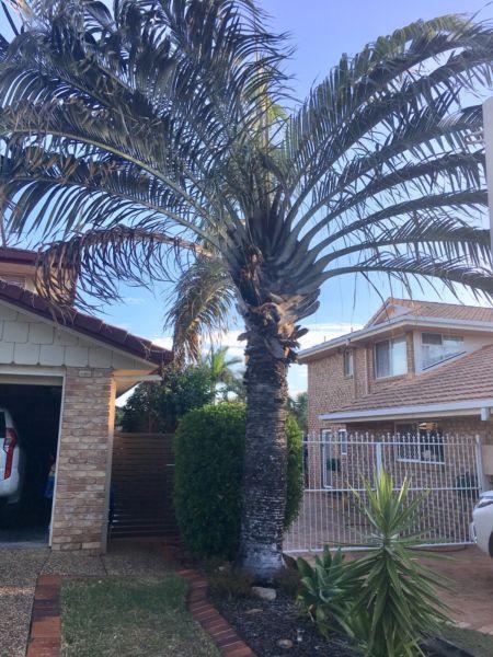 Large palm tree - make an offer