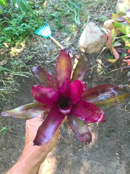 Bromeliad 10