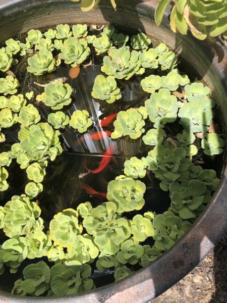 Pond water lettuce pond plant