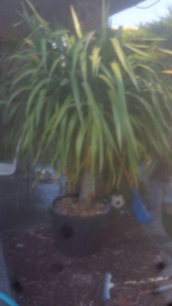 Dragon palm large and very healthy