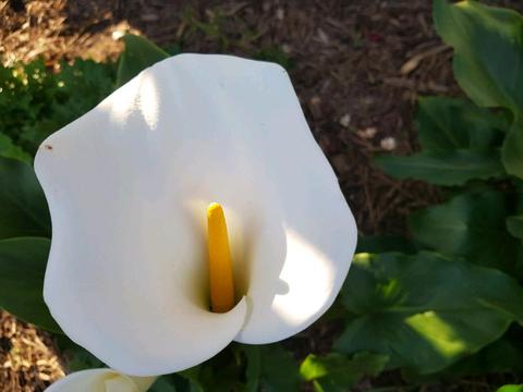 White arum lilies