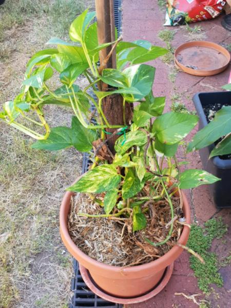 Various climbing plants for sale