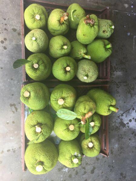 Organic Jack Fruit