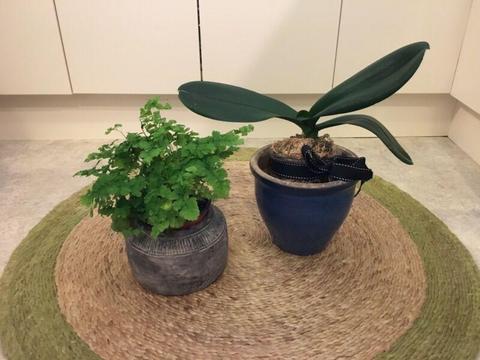 Orchid & Maidenhair Fern in Ceramic pots