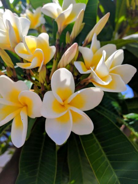2 frangipani plants in one pot for only $15