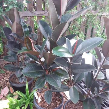 Plant FICUS BURGUNDY ( excellent quality and price)