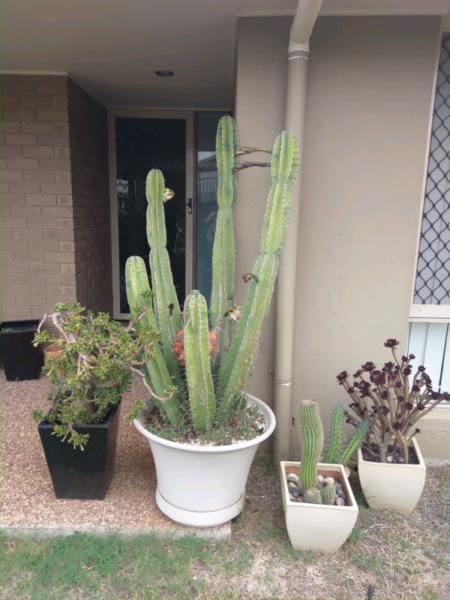 Huge Grafted Cacti Cactus, succulents