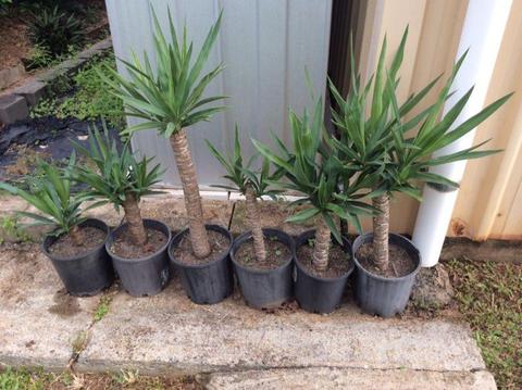 Green Yucca Plants in pots ready to go!