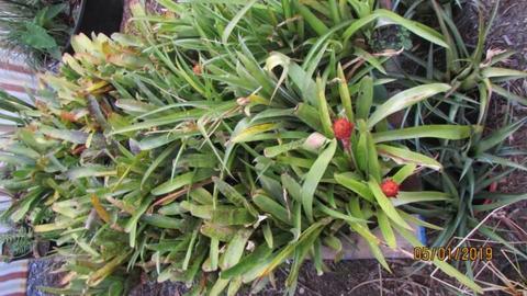 Bromeliads and other plants (including pond plants)