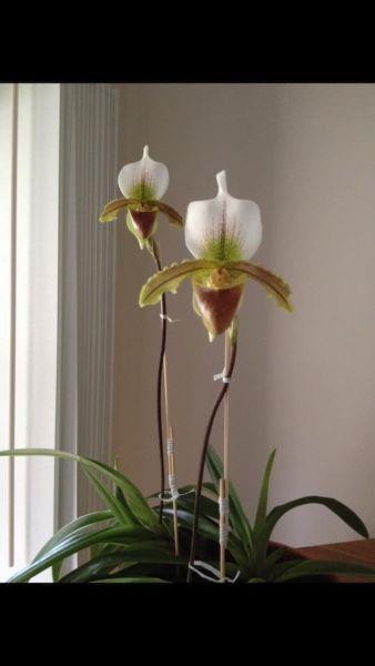 Paphiopedilum Orchid Plants