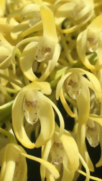 King Orchid Plant