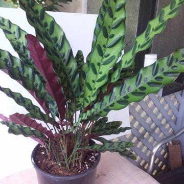 Plant RATTLESNAKE CALATHEA ( photo is a display only)