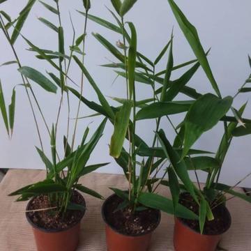Plant TIGERGRASS ( Absolute BARGAIN @$5 a pot)