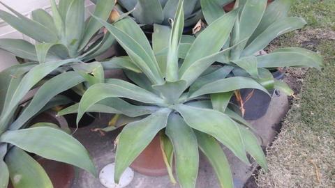 Plants AGAVE