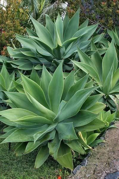 Wanted: Looking for free agave plants
