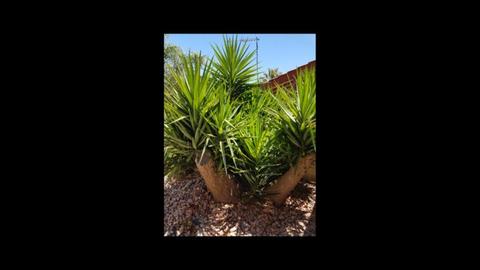 Yucca yukka plants