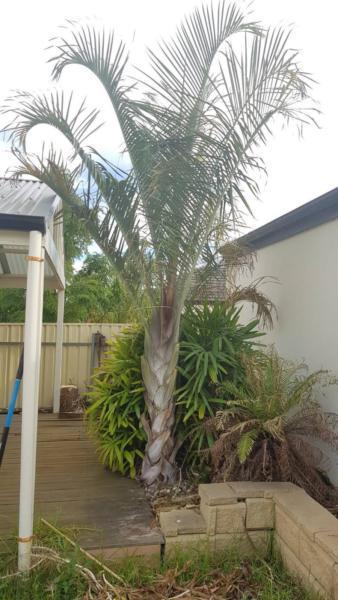 Free palm tree