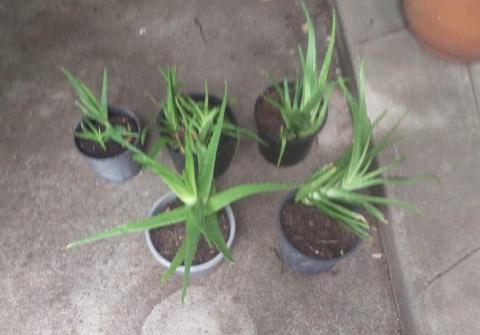 Aloe Vera plants for sale