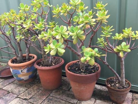 Succulent Jade Tree Money Plant in Terracotta Pots