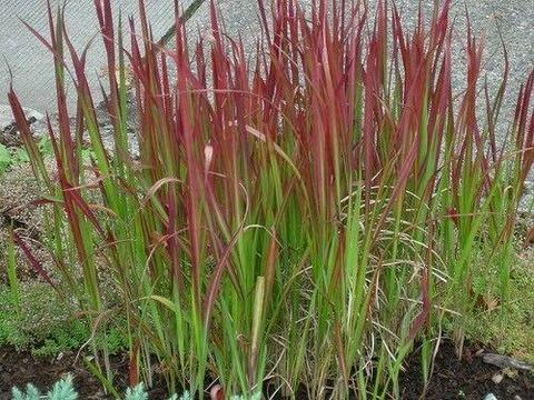 JAPANESE BLOOD GRASS PLANT. POND, DAM OR GARDEN BED FEATURE