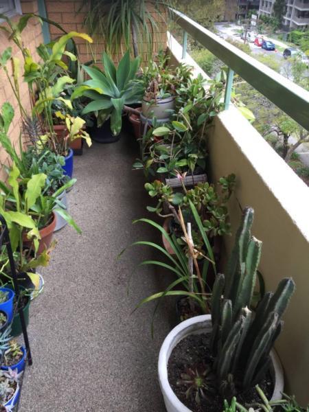 plants indoor /outdoor