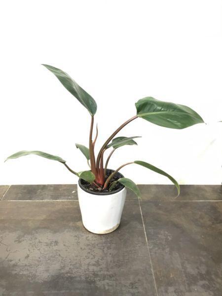 Indoor or shade plant
