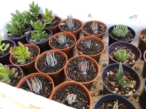 $3 each. Small Succulents. More available