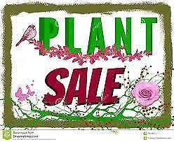 Plants for sale from $2