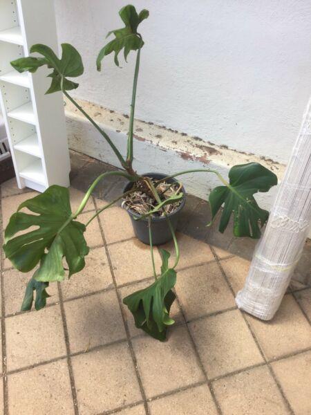 Monsteria plant