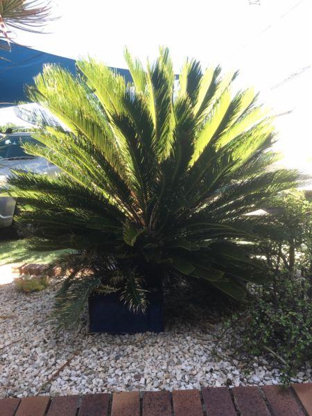 Cycad, for sale - Muture & very healthy