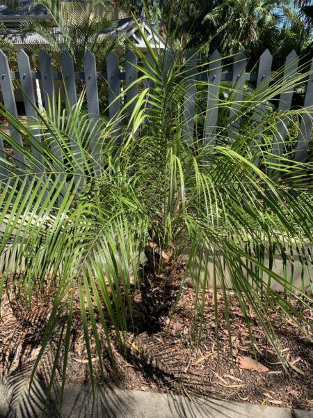 Dwarf Date Palms 3 Mature with free Argave