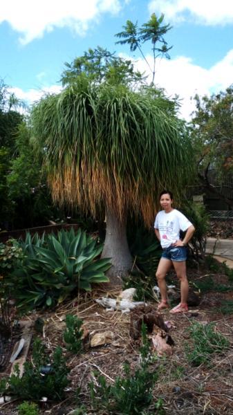 Ponytail Palm 3m tall aprox