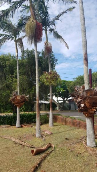 10 x Palm trees