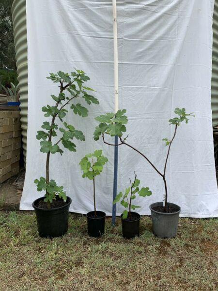 Adriatic Fig Tree plant