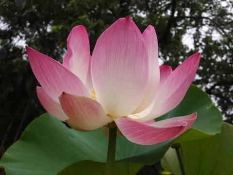 Pink Lotus Flower Plants